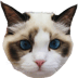 BasenjiLOGO